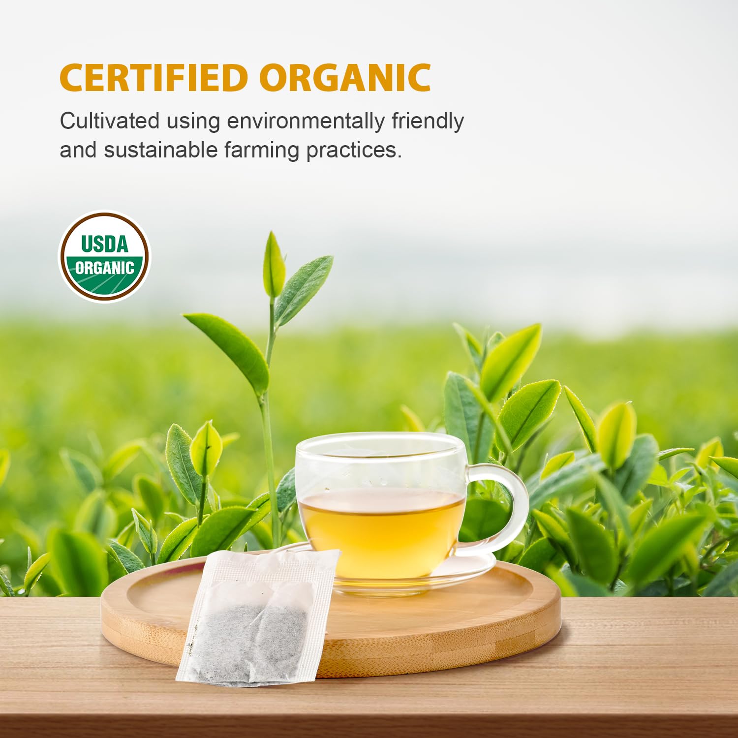 Organic Oolong Tea, 200 Tea Bags (2 Pack)