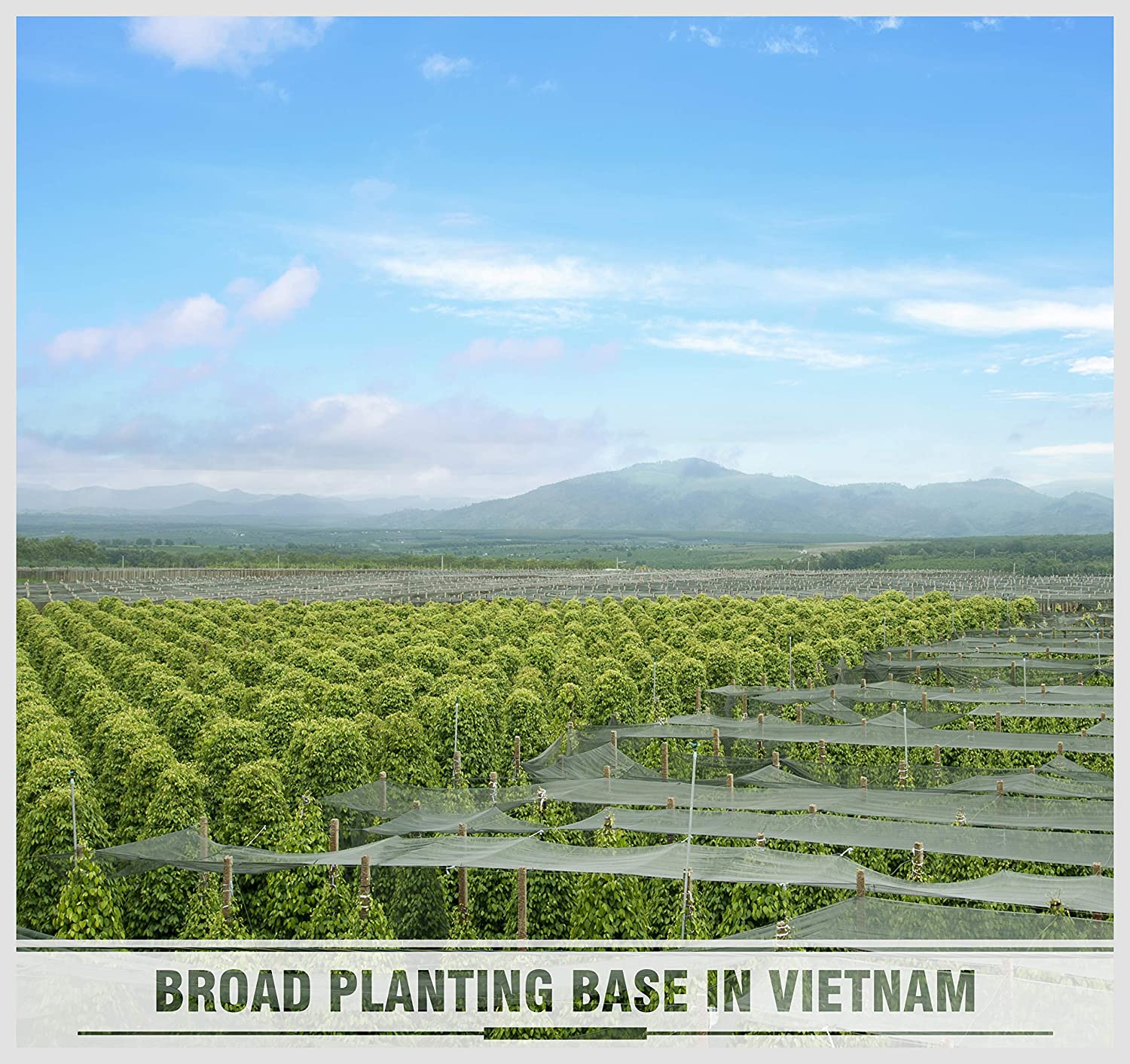 A picture of planting site with words in upper cases "BROAD PLANTING BASE IN VIETNAM"